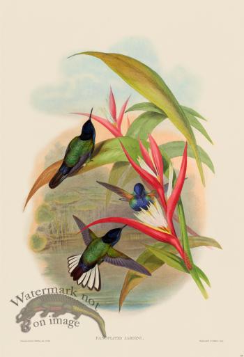 Gould Hummingbird 110